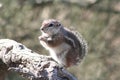 Harris` antelope squirrel Ammospermophilus harrisii