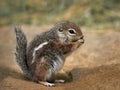 Harris antelope squirrel Ammospermophilus harrisii