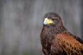 Harris Brown Hawk Royalty Free Stock Photo