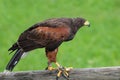 harris buzzard is a bird of prey with brown plumage