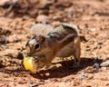 Harris Ground Squirrel Royalty Free Stock Photo