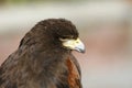 Harris hawk Royalty Free Stock Photo