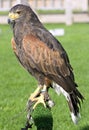 Harris hawk Royalty Free Stock Photo