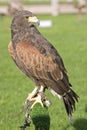 Harris hawk Royalty Free Stock Photo