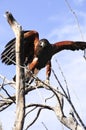 Harris Hawk Royalty Free Stock Photo