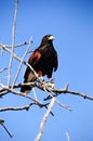 Harris Hawk Royalty Free Stock Photo