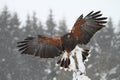 Harris Hawk Royalty Free Stock Photo