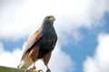 Harris Hawk