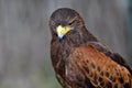 Harris Hawk Royalty Free Stock Photo