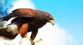 Harris Hawk Royalty Free Stock Photo