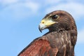 Harris Hawk Royalty Free Stock Photo