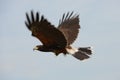 Harris Hawk Royalty Free Stock Photo