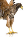 Harris Hawk