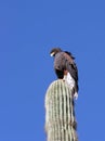 Harris' Hawk