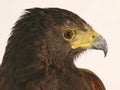 Harris' Hawk