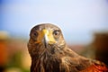 Harris Hawk Bird Royalty Free Stock Photo