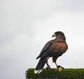 Harris hawk bird of prey during falconry display Royalty Free Stock Photo