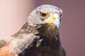 Harris Hawk bird of prey