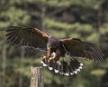 Harris Hawk at Canadian Raptor Conservancy