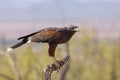 Harris Hawk on Cholla cactus skeleton in Arizona desert Royalty Free Stock Photo