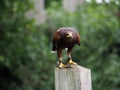 Harris Hawk Close Up Royalty Free Stock Photo