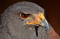 Harris Hawk