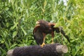 Harris hawk Royalty Free Stock Photo