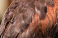 Harris Hawk