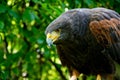 Harris hawk close up portrait