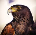 Harris Hawk in the Desert in Tucson Arizona Royalty Free Stock Photo