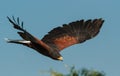 A Harris Hawk swooping on itÃÂ´s prey.