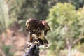 Harris hawk, eagle close-up brown eyes, yellow beak, speckled feathers