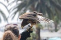 Harris hawk, eagle close-up brown eyes, yellow beak, speckled feathers