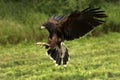 Harris Hawk - Ecuador - South America Royalty Free Stock Photo