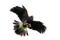 A Harris Hawk flies away with its prey in its talons
