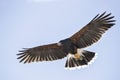 Harris Hawk Royalty Free Stock Photo