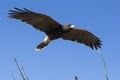 Harris hawk in flight Royalty Free Stock Photo