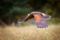 Harris hawk flying over the field in autumn nature Royalty Free Stock Photo