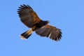 Harris Hawk in flight Royalty Free Stock Photo