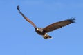 Harris Hawk in flight Royalty Free Stock Photo