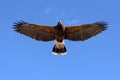 Harris Hawk in flight Royalty Free Stock Photo