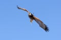 Harris Hawk in flight Royalty Free Stock Photo