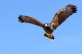 Harris Hawk in flight Royalty Free Stock Photo