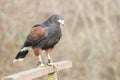 Harris hawk