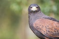 Harris hawk