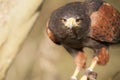 Harris hawk