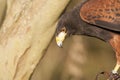 Harris hawk