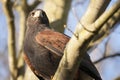 Harris hawk