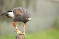 Harris hawk