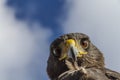 Harris hawk head